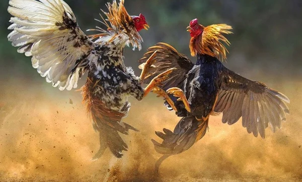 Hướng dẫn cách xem ngày đá gà được nhiều may mắn