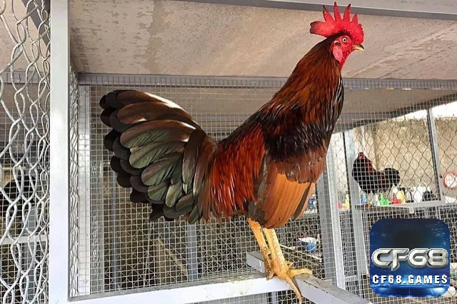 Giai đoạn 1-3 tháng tuổi là thời kỳ gà phát triển nhanh về thể chất