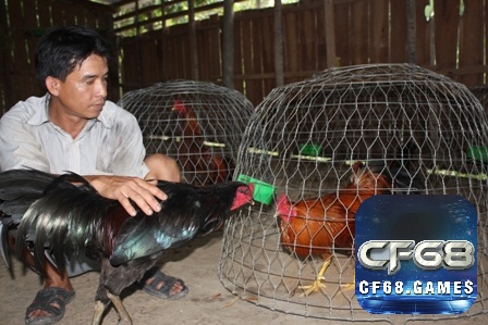 Rèn luyện thể lực là bước đầu tiên trong quy trình huấn luyện gà đá