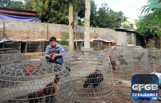 Cách nuôi gà đá chuyên nghiệp cần có lịch trình huấn luyện rõ ràng