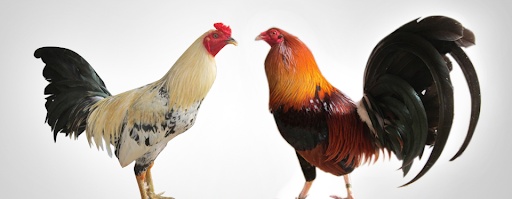 Cách nuôi gà đá hiệu quả - Kỹ thuật chăm sóc gà đá chuẩn xác
