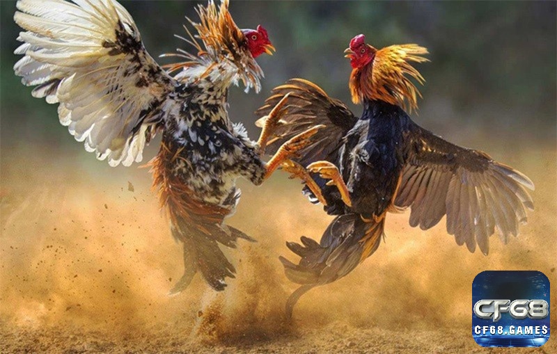 Địa điểm và kích thước chuồng cao ráo