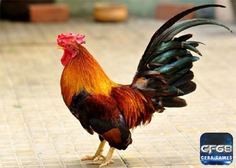 Điềm báo khi mơ thấy gà trống?