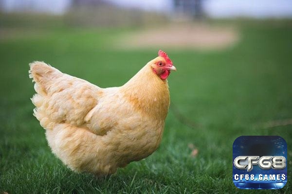 Mơ thấy gà mái cho thấy sự sung túc về của cải