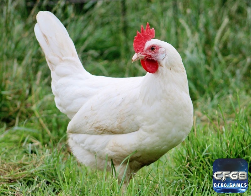 Mơ thấy gà trắng mang cảnh báo về lãng phí tiền bạc