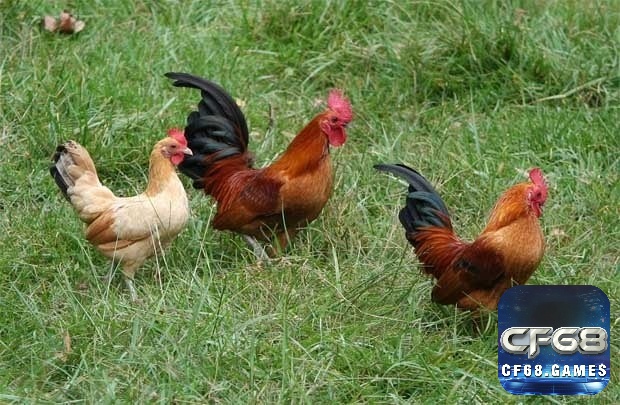Mơ thấy gà đánh số mấy?