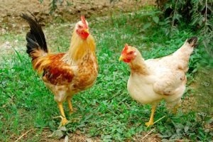 Giải mã giấc mơ thấy gà? Mơ thấy gà đánh con số mấy?