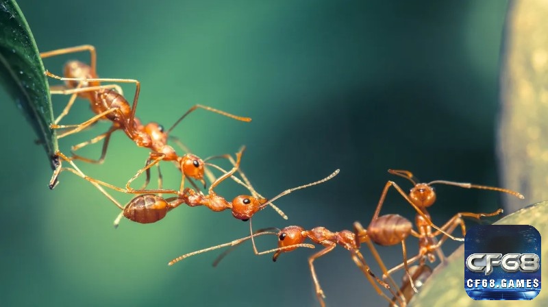 Giải mã giấc mơ thấy kiến là cơ hội làm giàu