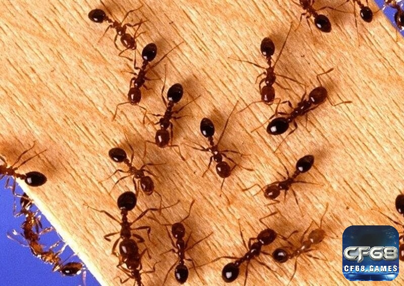 Hình dung rõ trải nghiệm để giải mã giấc mơ thấy kiến Hình dung rõ trải nghiệm để giải mã giấc mơ thấy kiến