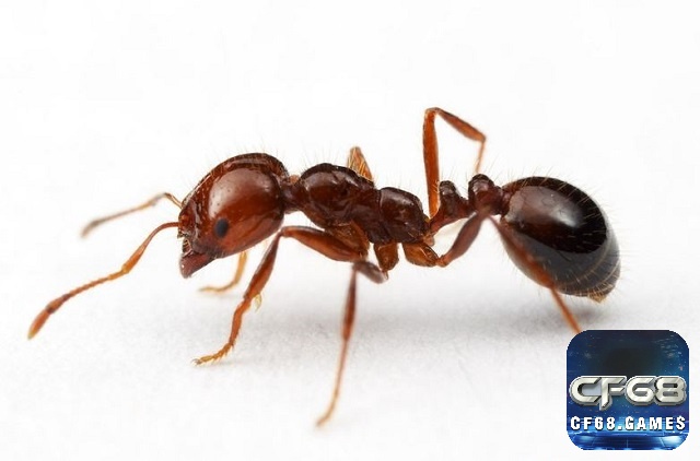 Chiêm bao có những ý nghĩa thú vị ẩn sau